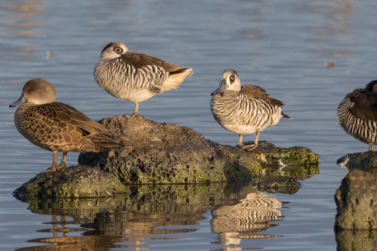 Pink-eared Duck - John  Van Doorn