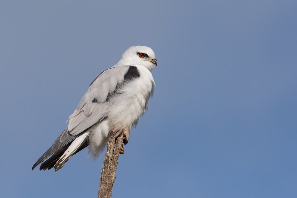 Black-shouldered Kite - John  Van Doorn