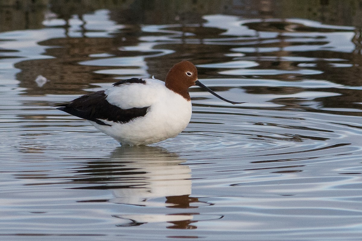 Red-necked Avocet - John  Van Doorn