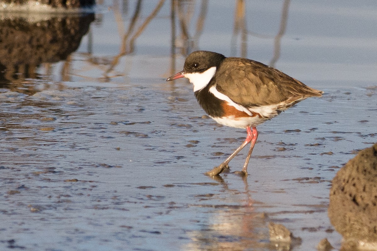 Red-kneed Dotterel - John  Van Doorn