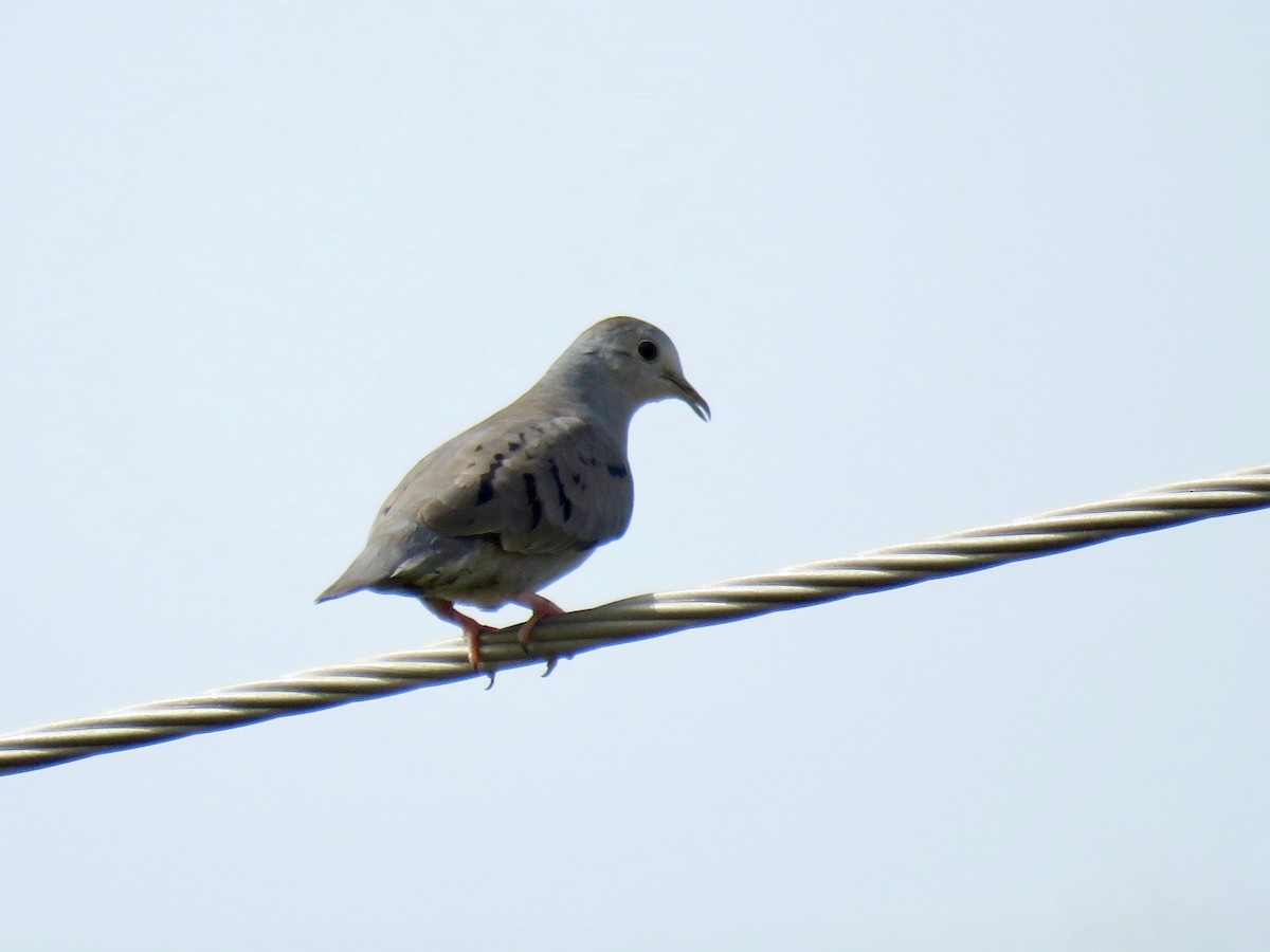 Plain-breasted Ground Dove - ML108400101