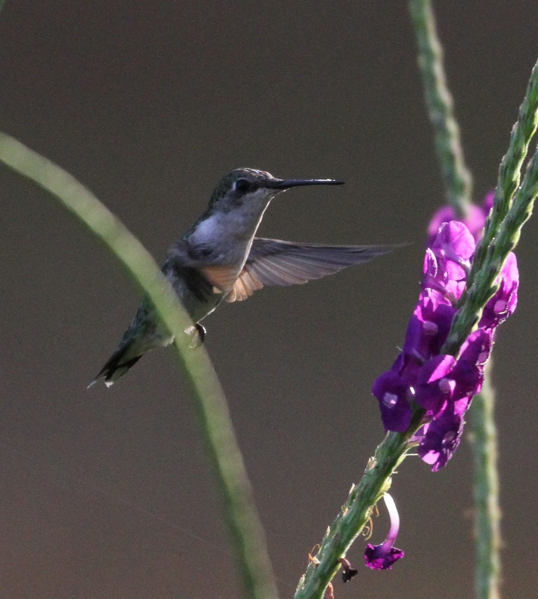 Ruby-throated Hummingbird - Don Coons