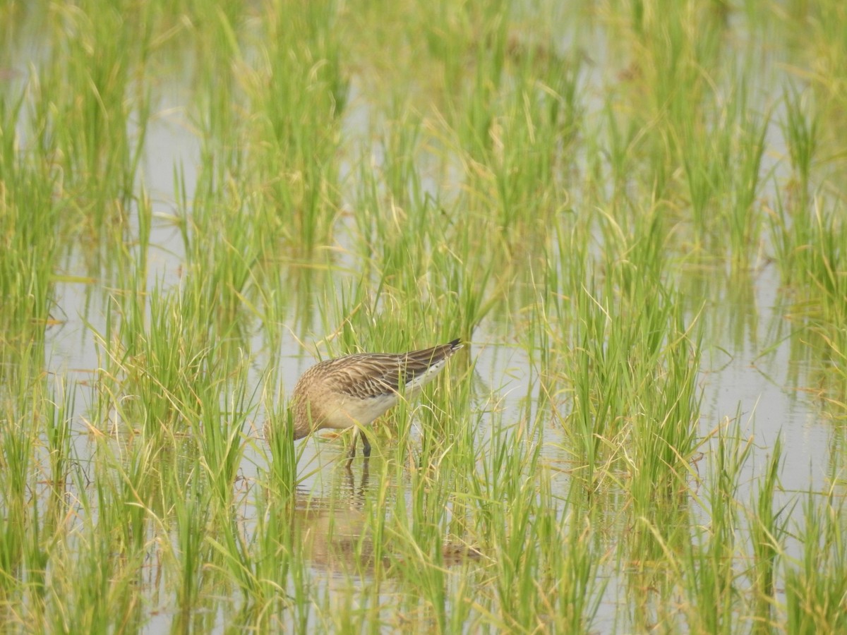 Bar-tailed Godwit - ML108400891