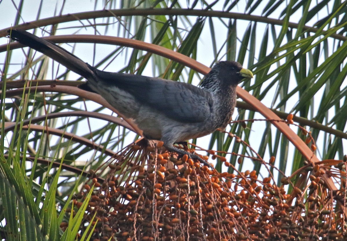 Turaco Gris Oriental - ML108401661