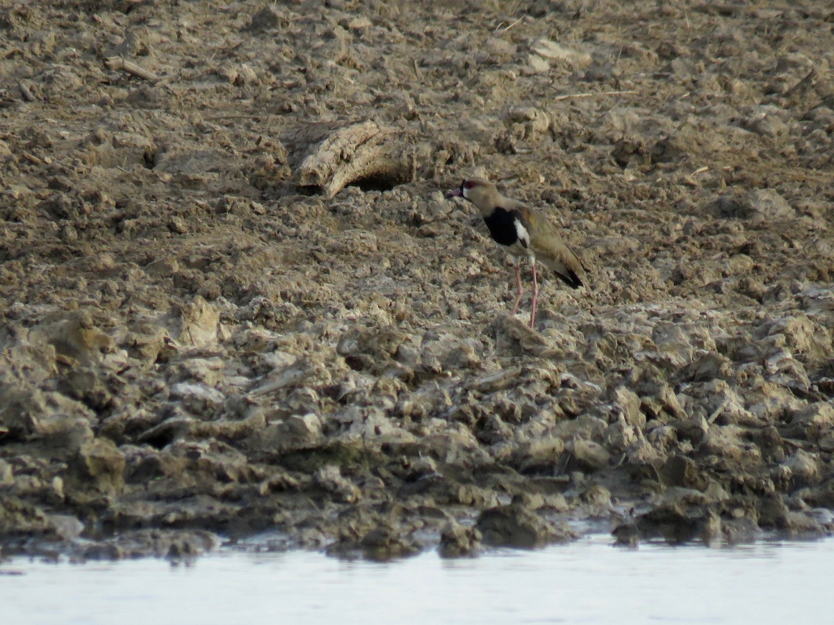 Southern Lapwing - John van Dort