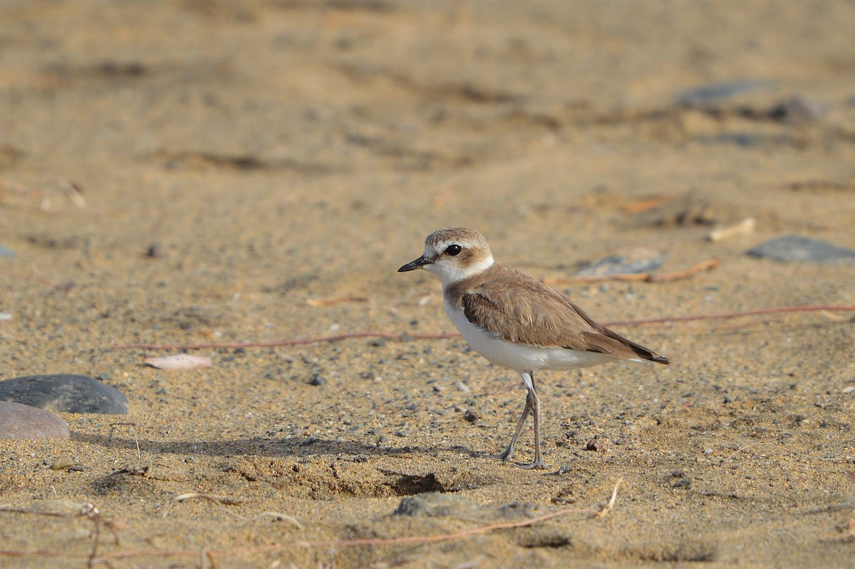 Kentish Plover - ML108402621