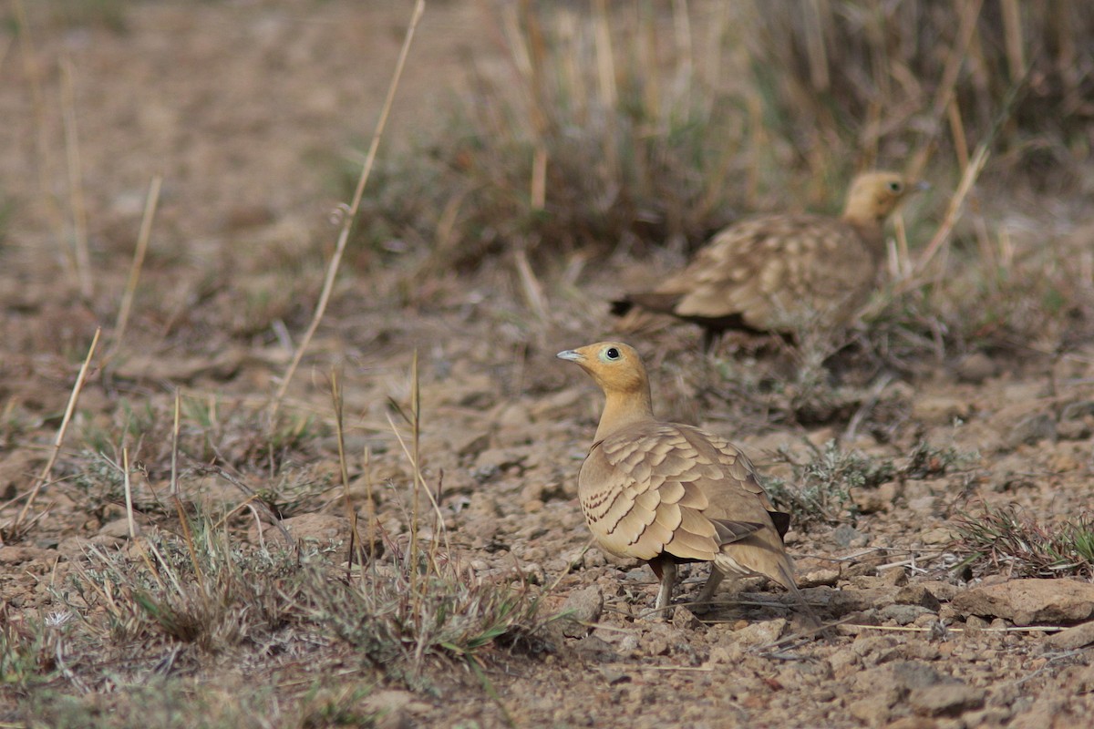 Chestnut-bellied Sandgrouse - ML108402891