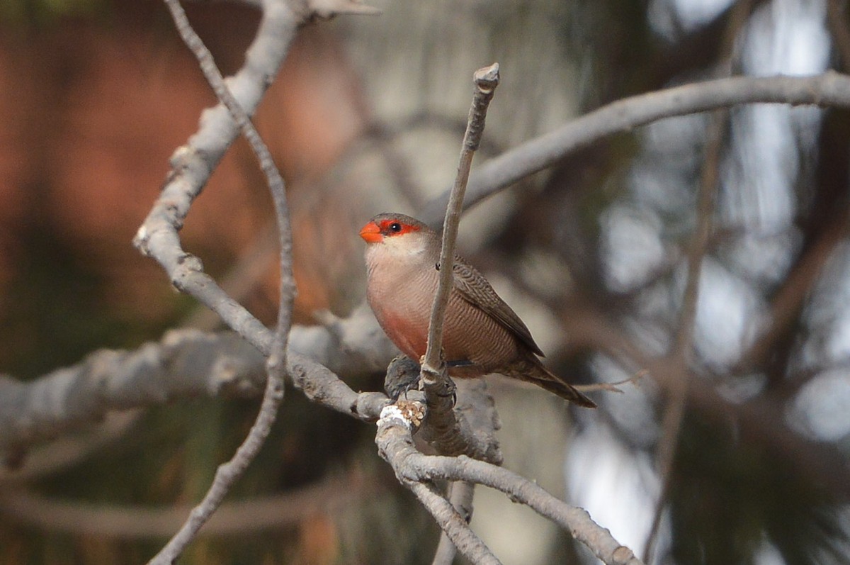 Common Waxbill - ML108402921