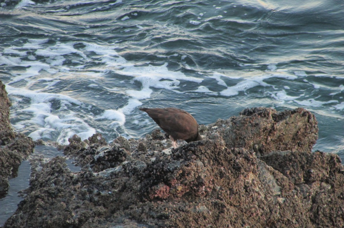 Blackish Oystercatcher - ML108403501