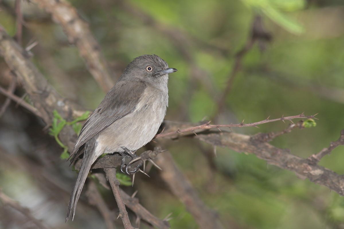 Abyssinian Slaty-Flycatcher - Guy Poisson