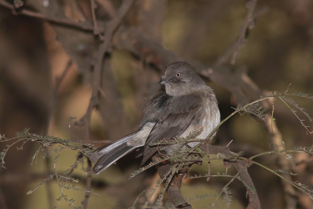 Abyssinian Slaty-Flycatcher - Guy Poisson