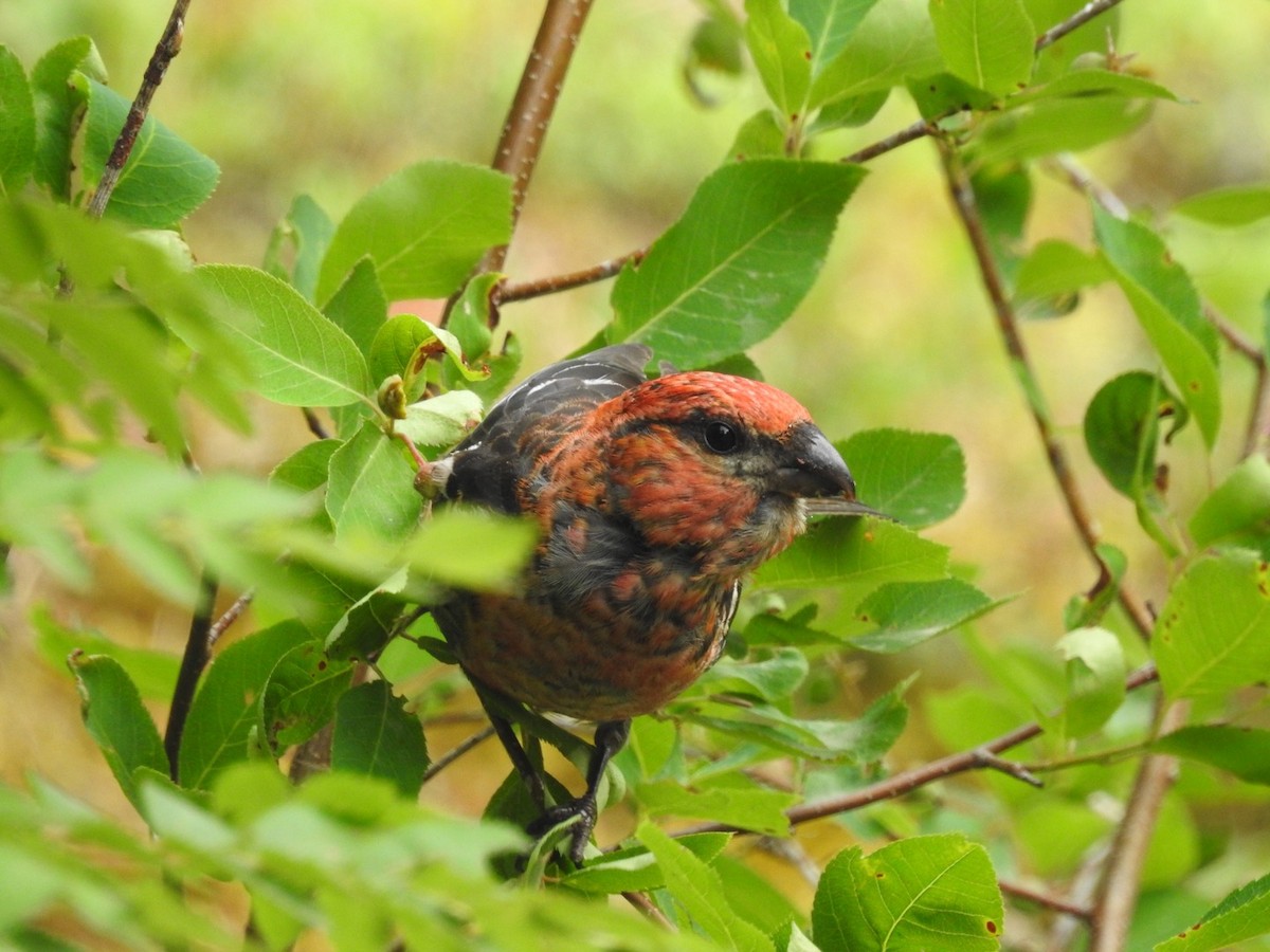 Нарсны шүршүү - ML108404611