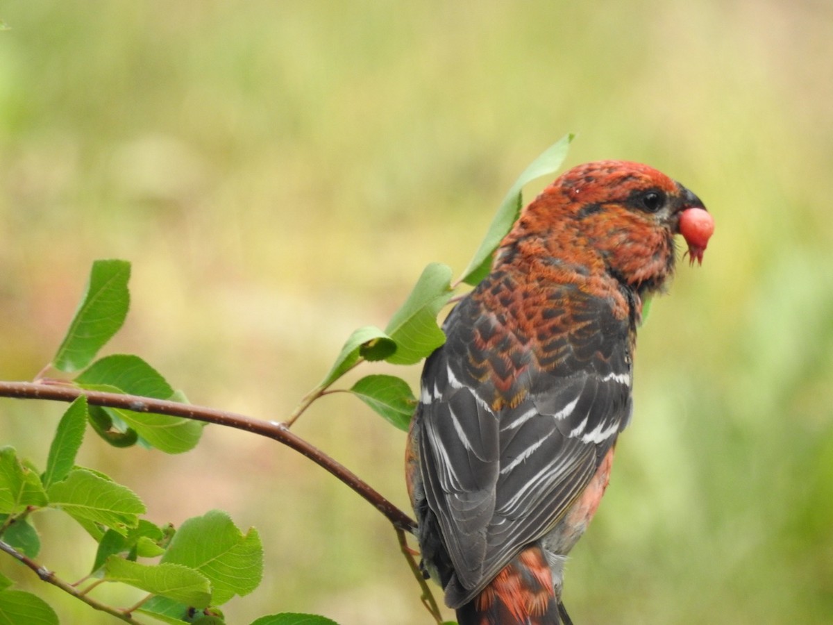 Нарсны шүршүү - ML108404621