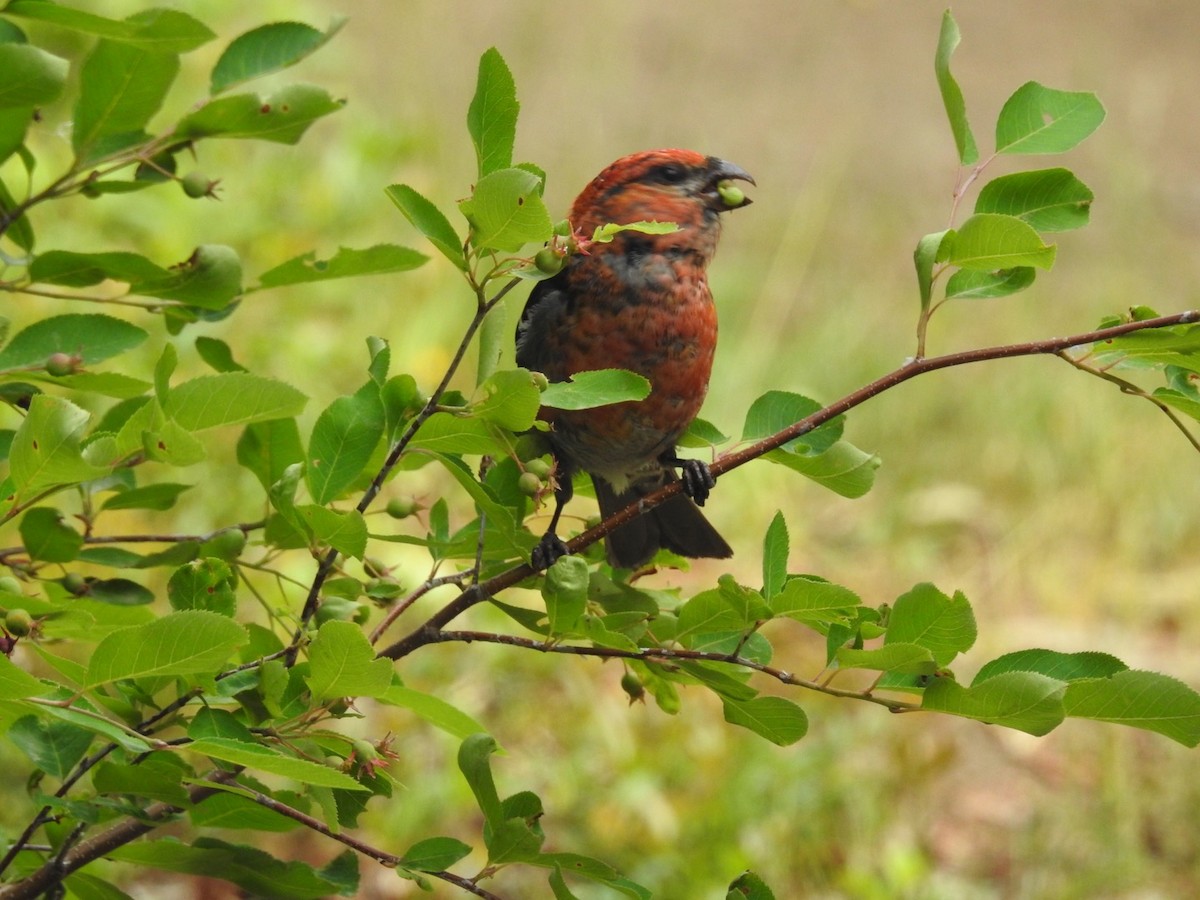 Нарсны шүршүү - ML108404631