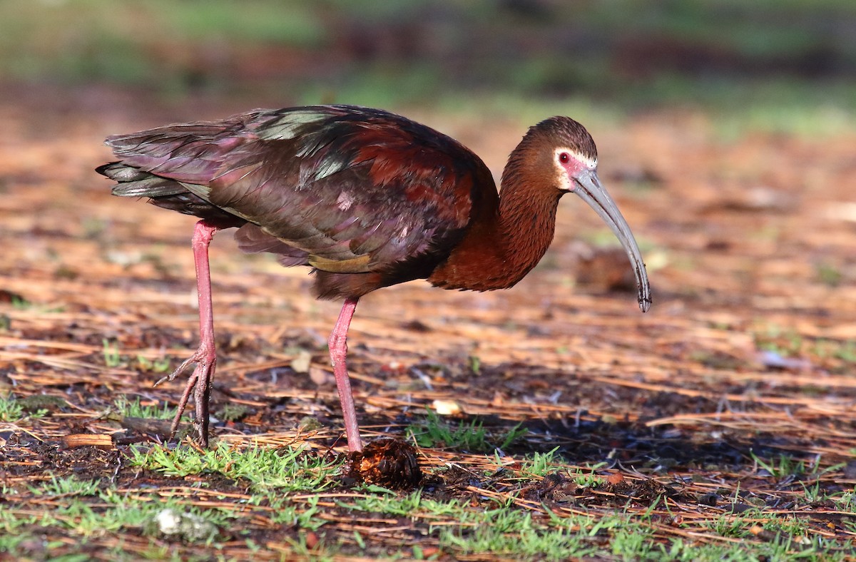 White-faced Ibis - Greg Gillson