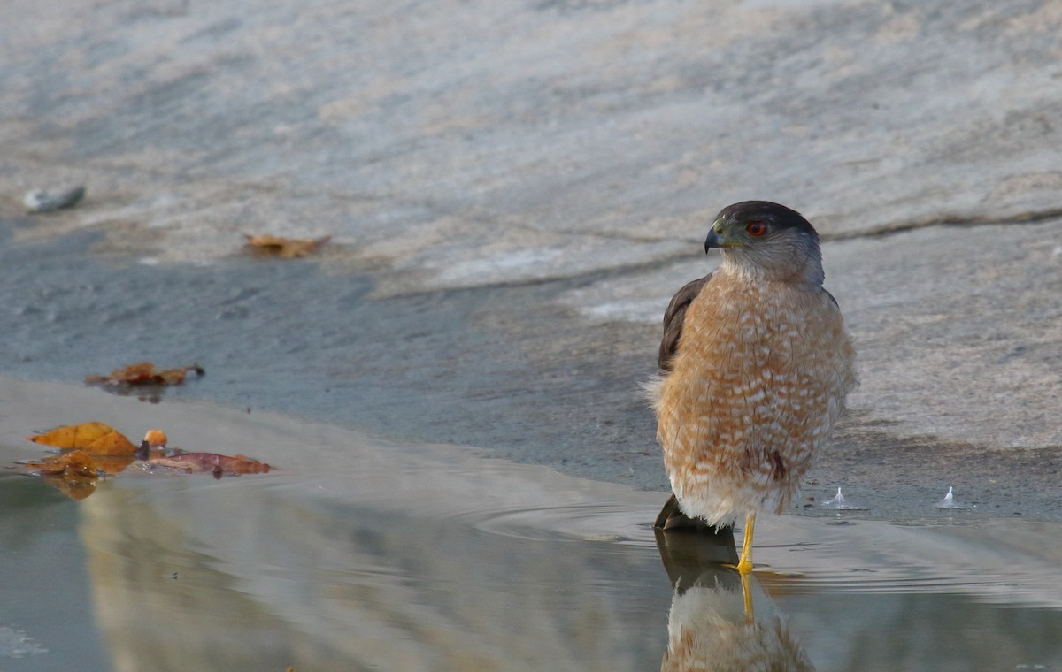 Cooper's Hawk - Greg Gillson