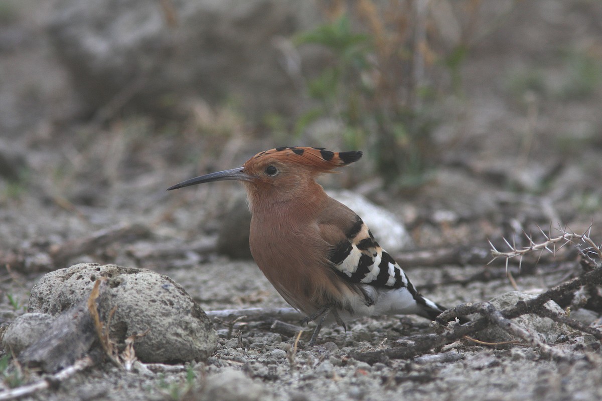 Eurasian Hoopoe - ML108406911