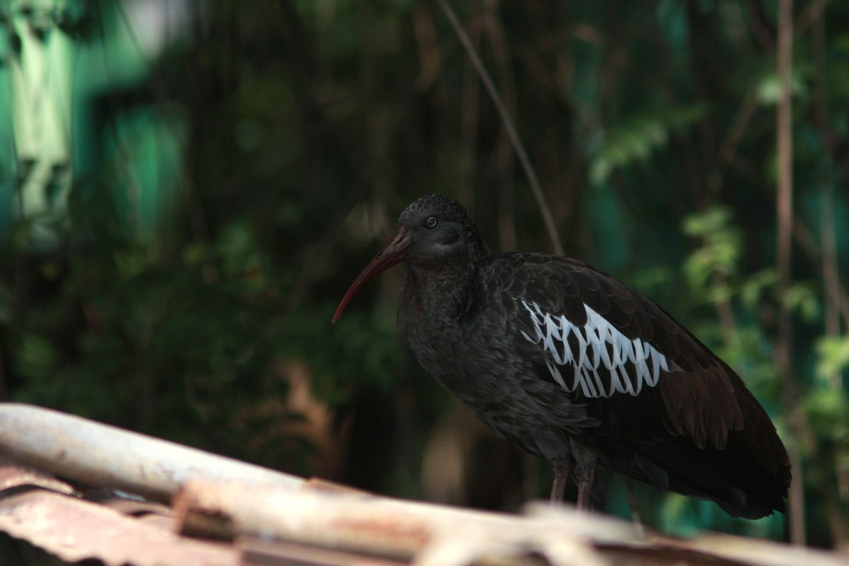 ibis etiopský - ML108406981