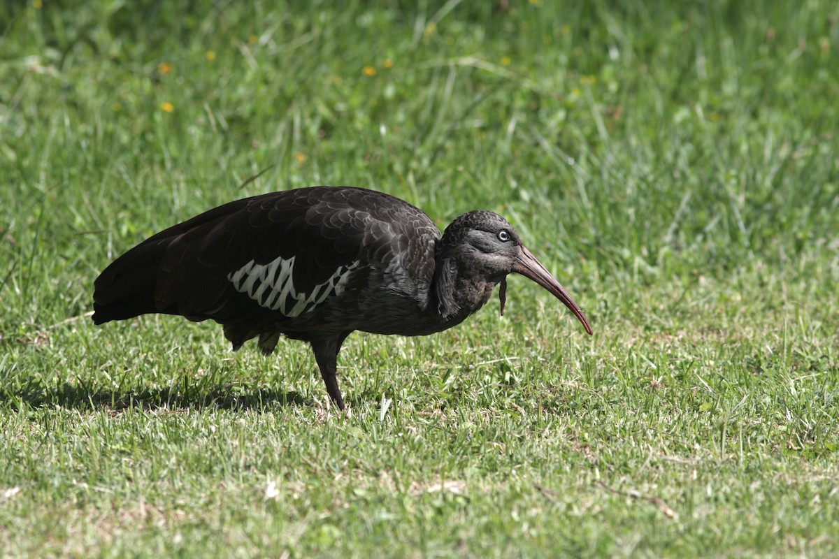 ibis etiopský - ML108407001