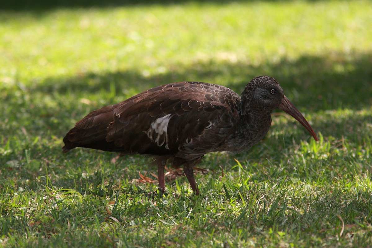 ibis etiopský - ML108407011