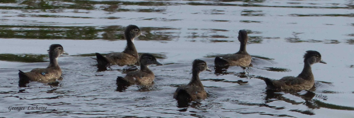 Wood Duck - ML108408861