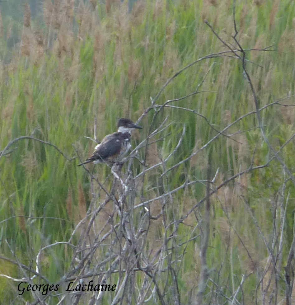 Belted Kingfisher - ML108408991