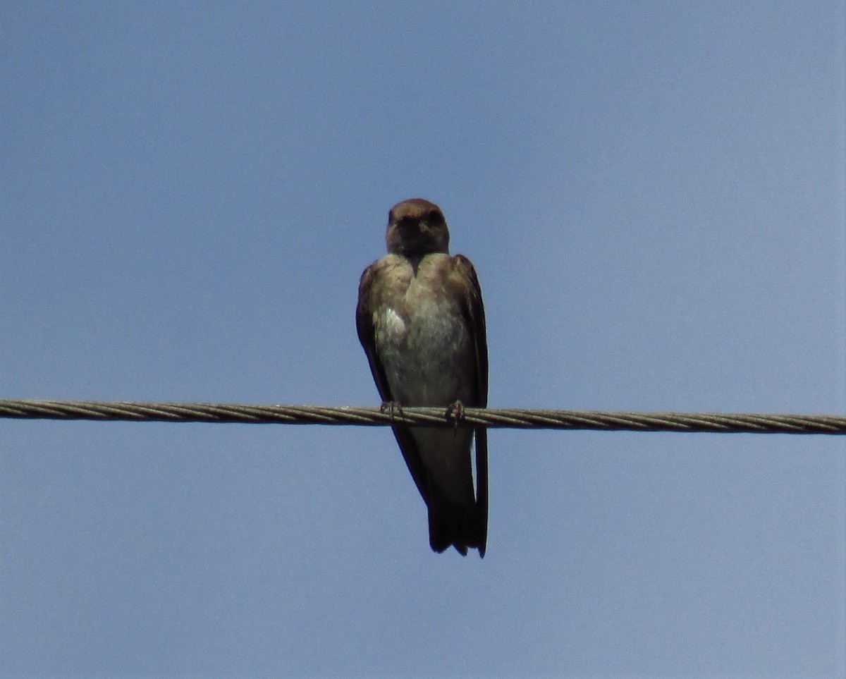 Golondrina Aserrada - ML108409861