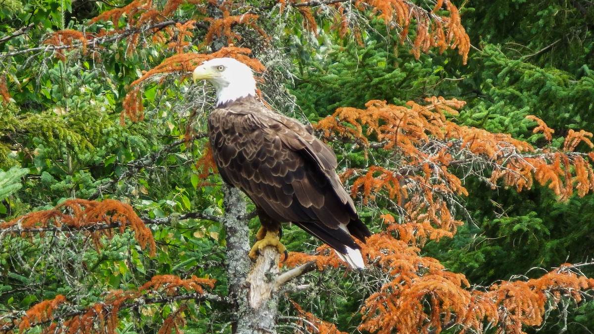 Bald Eagle - ML108411611