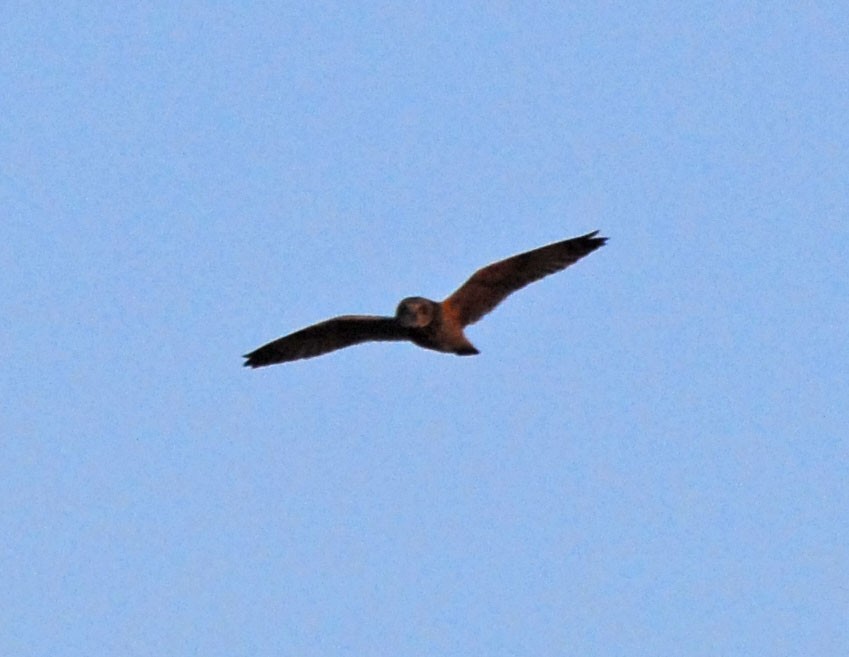 Short-eared Owl - ML108412231