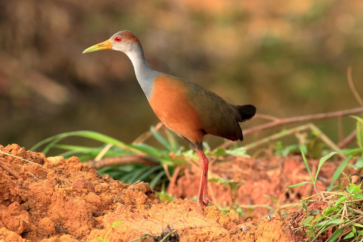 Russet-naped Wood-Rail - Manfred Bienert