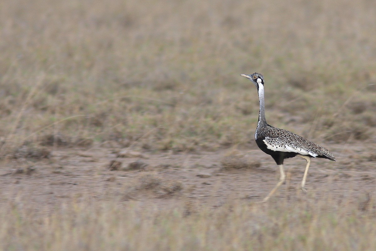 Hartlaub's Bustard - Guy Poisson