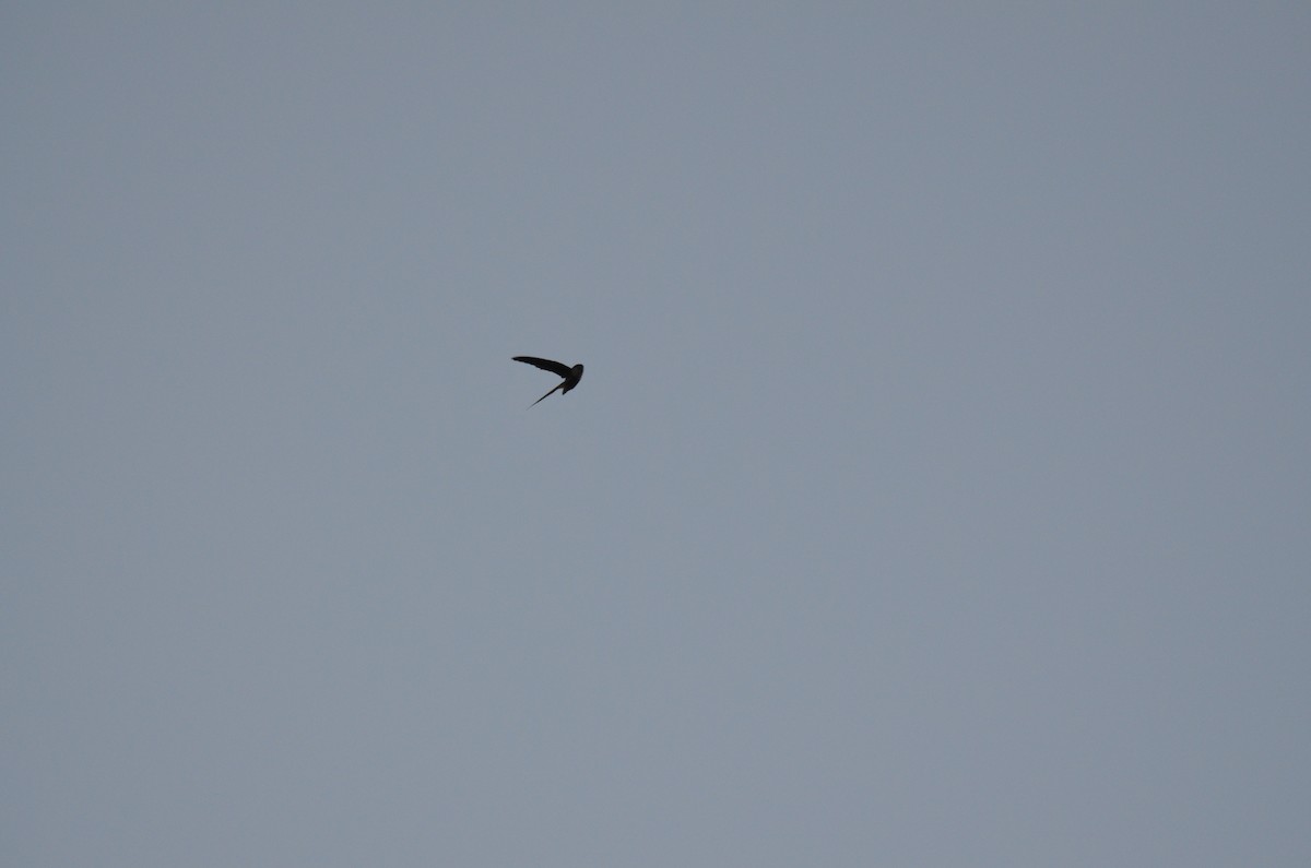 Vaux's Swift (Vaux's) - ML108413211