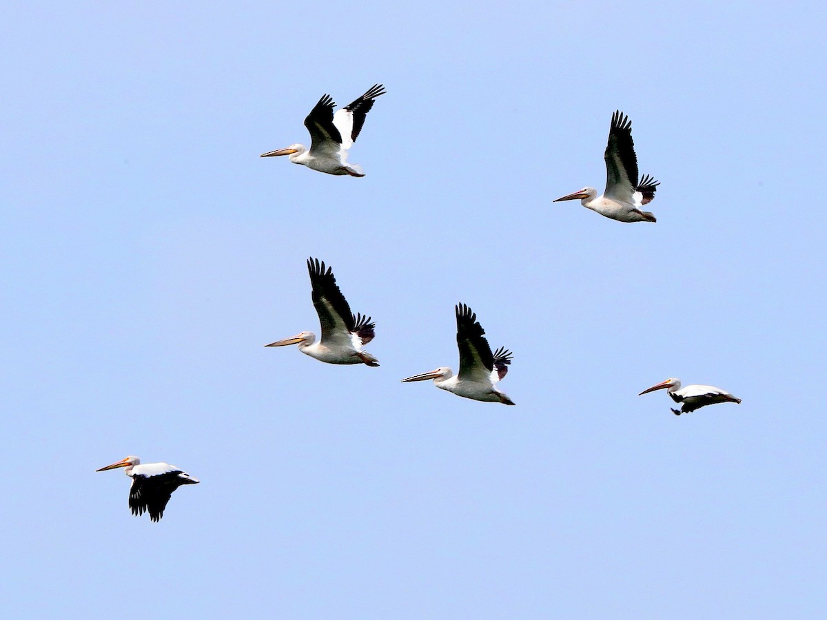 American White Pelican - ML108413401