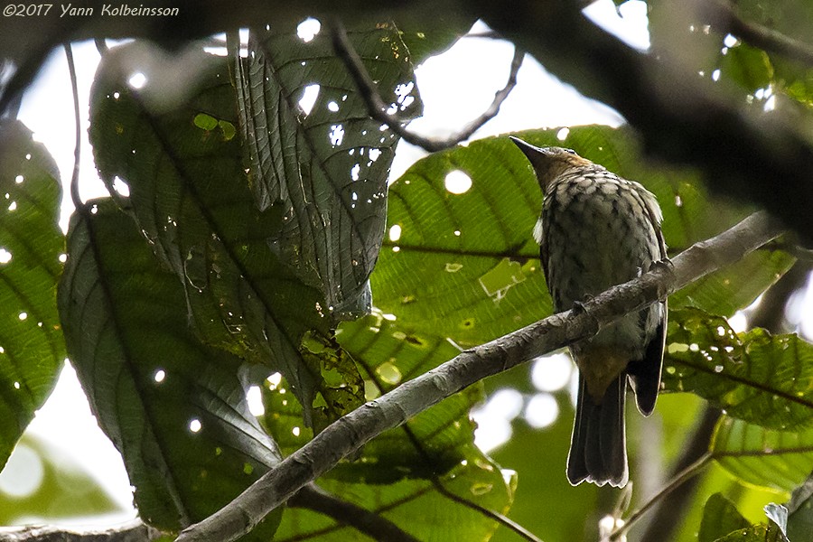 Mottled Berryhunter - ML108413621