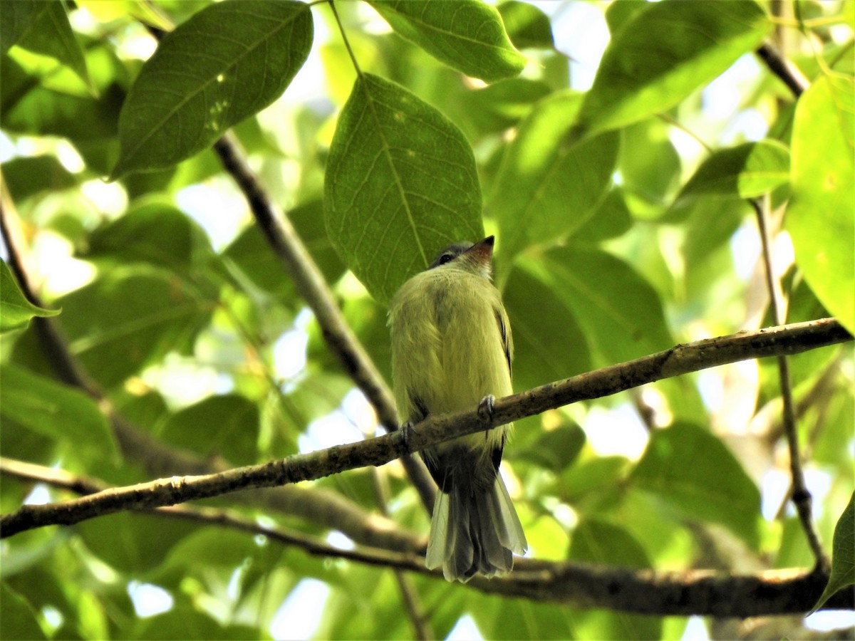 Yellow-olive Flatbill - ML108413971