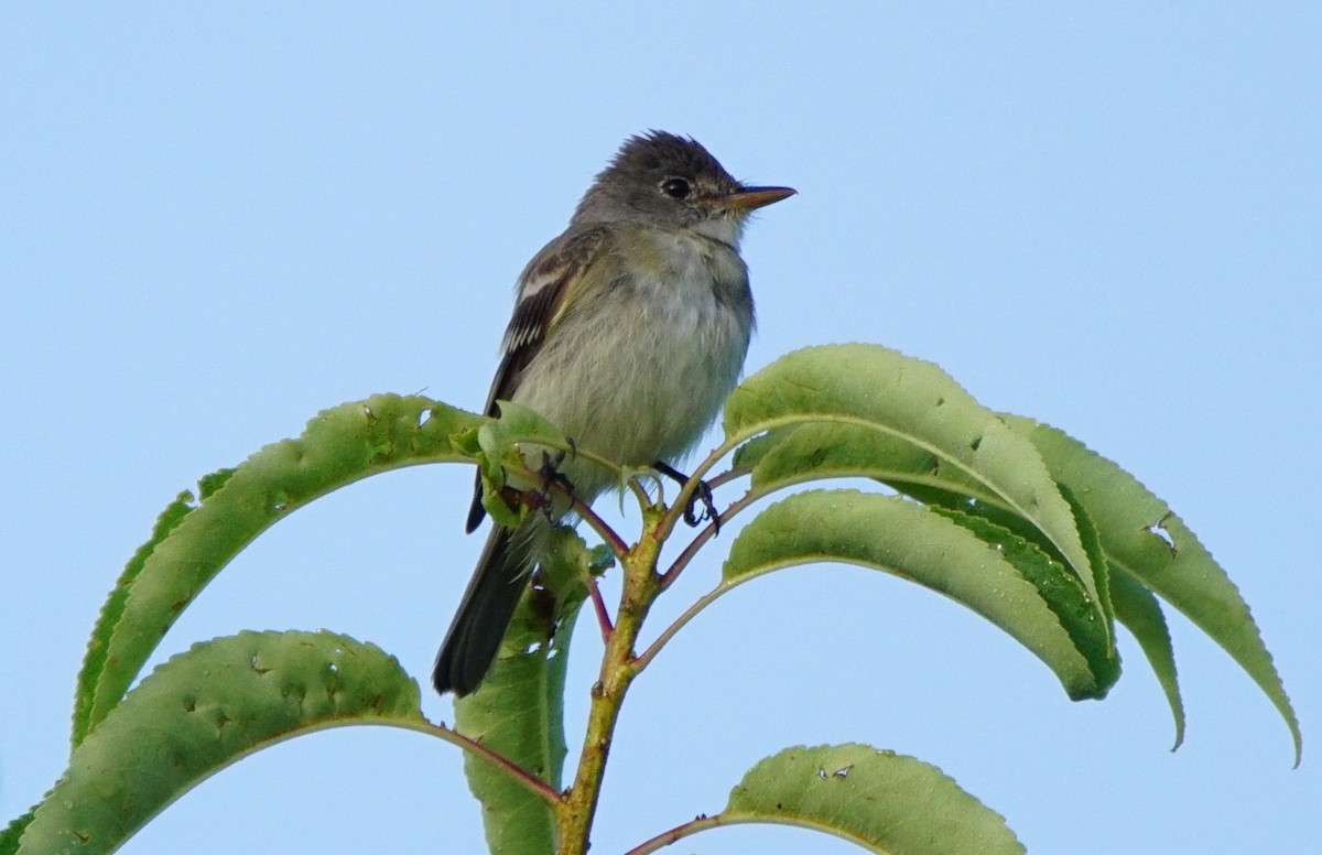 Willow Flycatcher - ML108414091