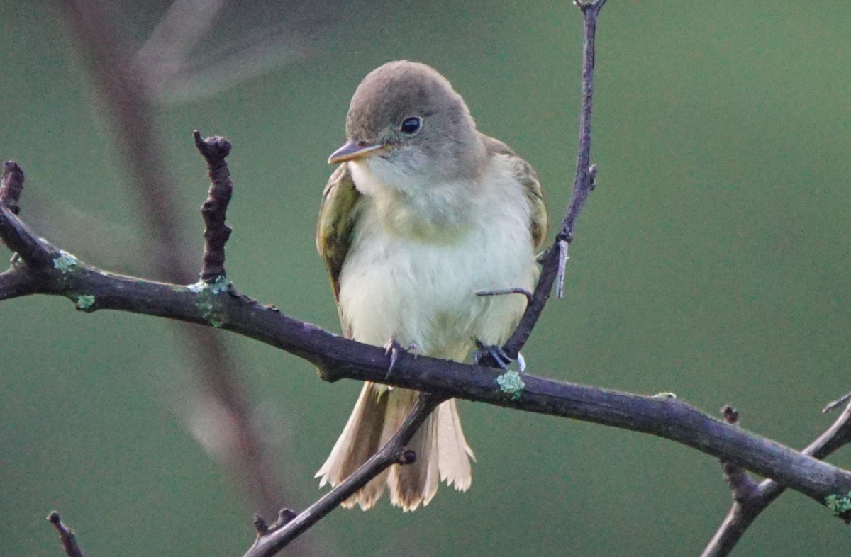 Willow Flycatcher - ML108414161