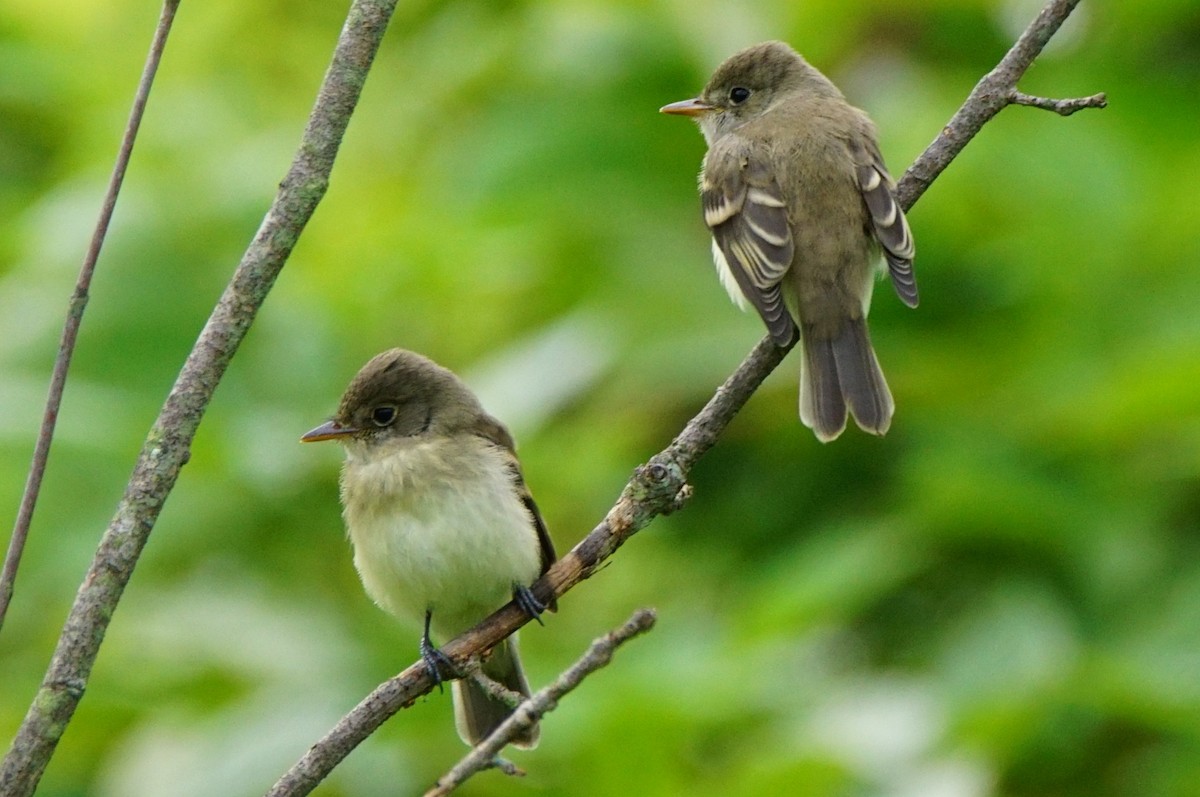 Willow Flycatcher - ML108414321