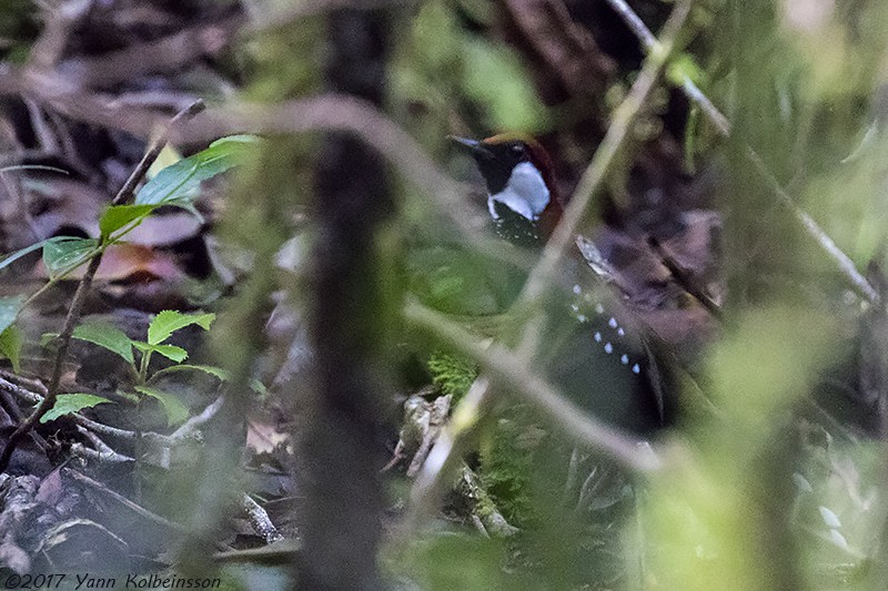 Spotted Jewel-babbler - Yann Kolbeinsson