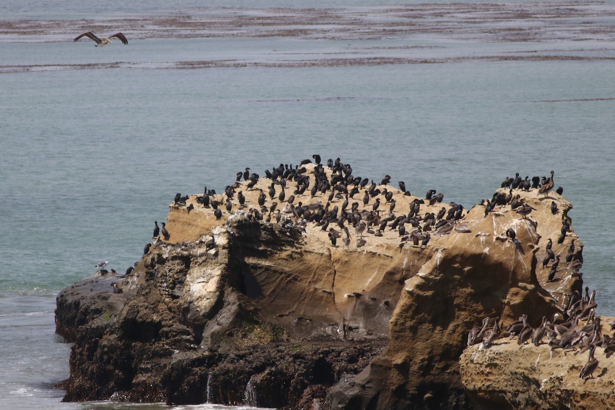 Brandt's Cormorant - ML108415091