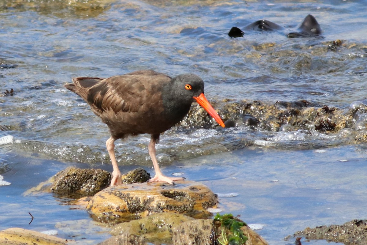 Black Oystercatcher - ML108415151