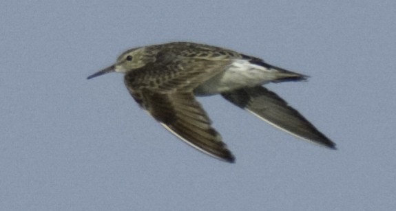 Pectoral Sandpiper - joseph mileyka