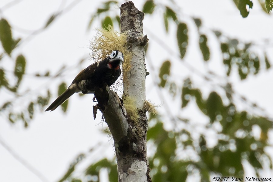 Vogelkop Melidectes - Yann Kolbeinsson