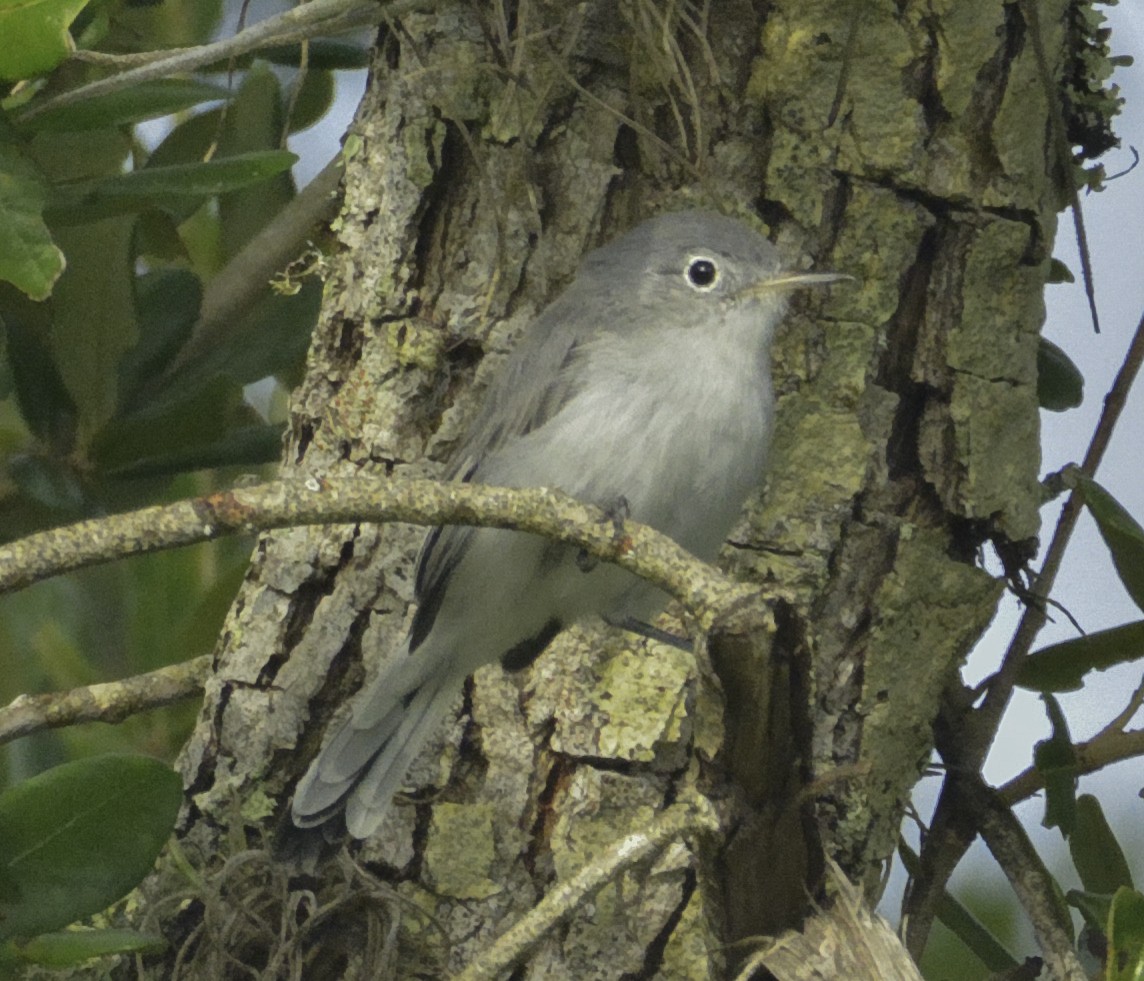 Blue-gray Gnatcatcher - ML108417351