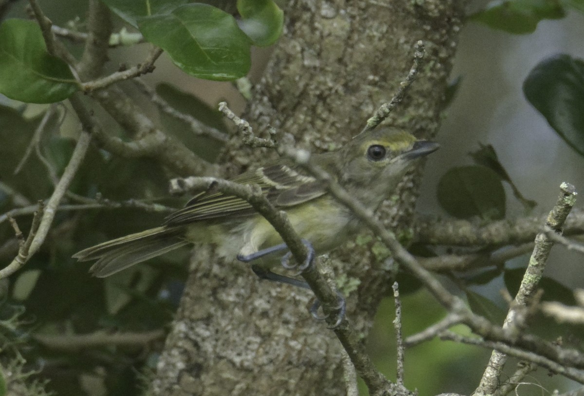 White-eyed Vireo - joseph mileyka