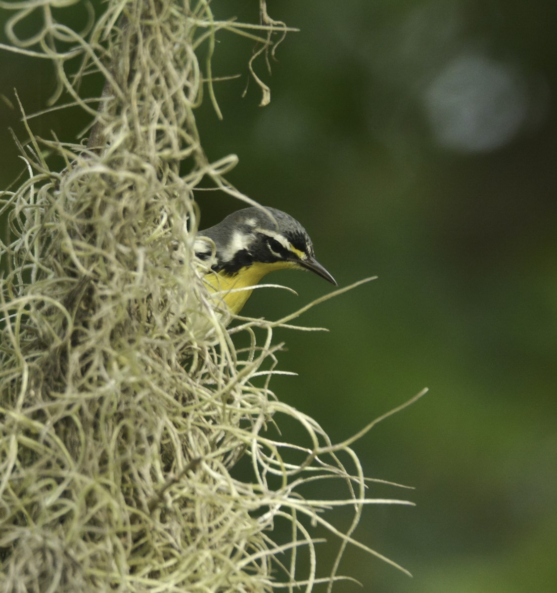 Yellow-throated Warbler - ML108417481