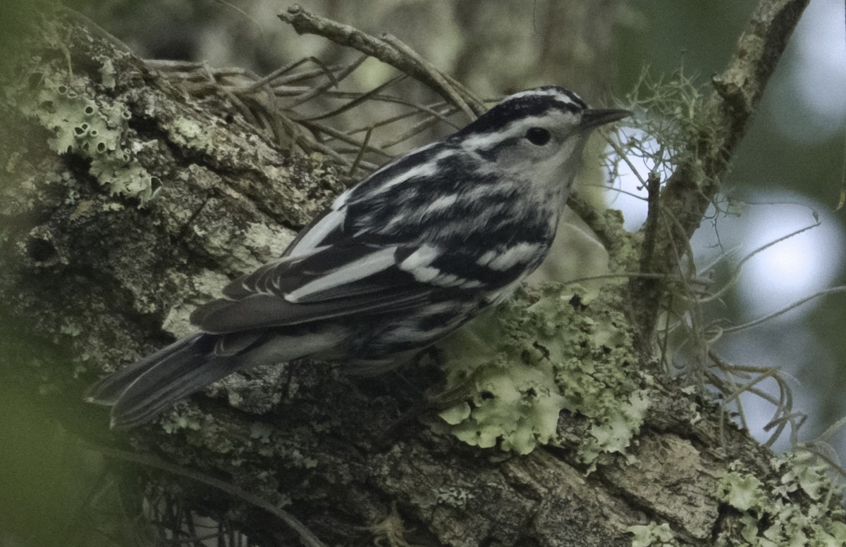 Black-and-white Warbler - ML108417631