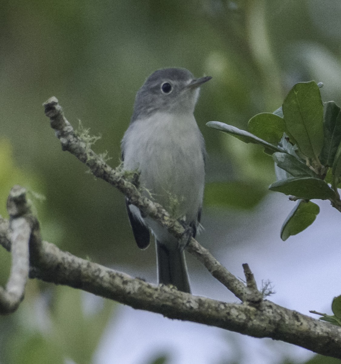 Blue-gray Gnatcatcher - ML108417691