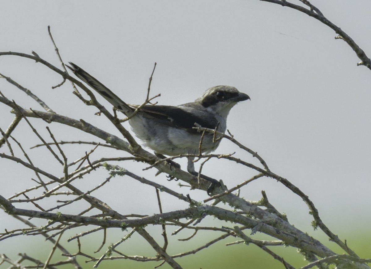 Alcaudón Americano - ML108417711