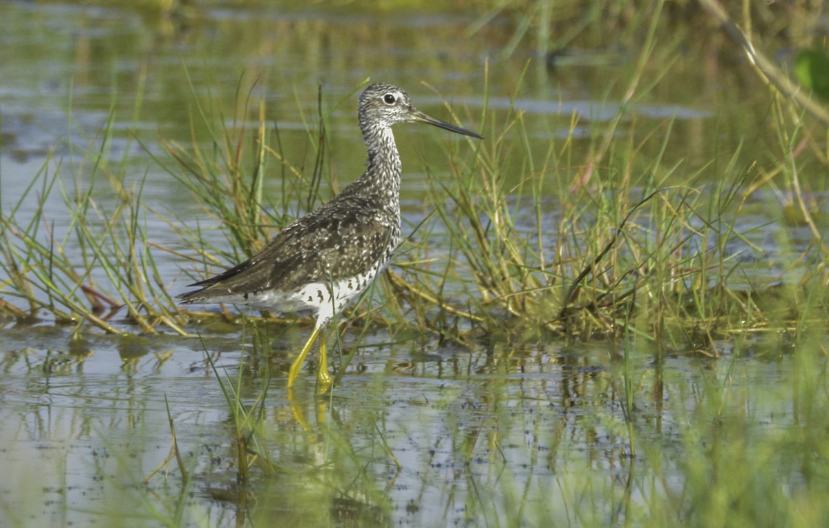 Greater Yellowlegs - ML108417731